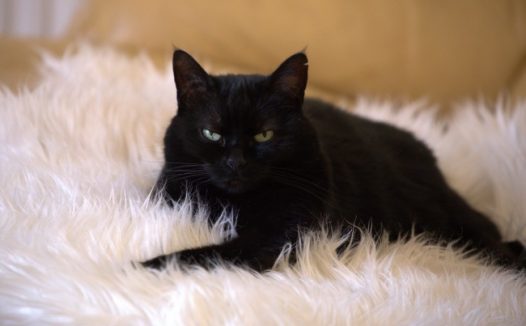 黑色宠物猫咪图片