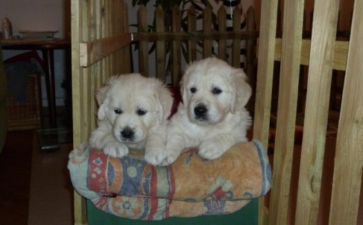 幼年金毛犬图片