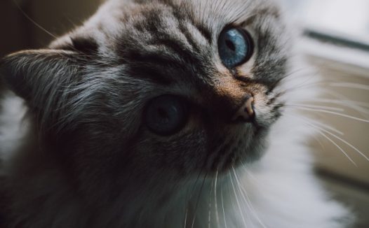 可爱长毛猫图片