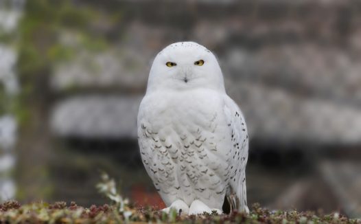 白色小猫头鹰图片
