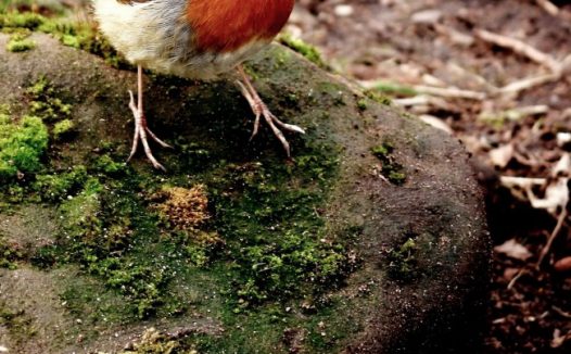 野生知更鸟图片
