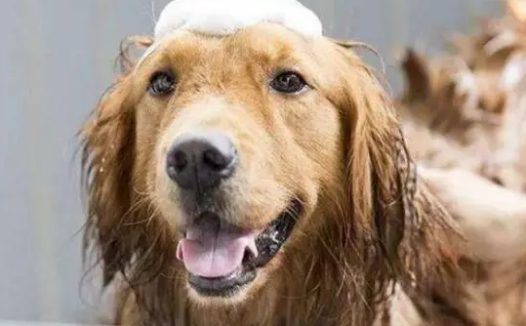 一文带你搞懂宠物沐浴露的正确使用方法