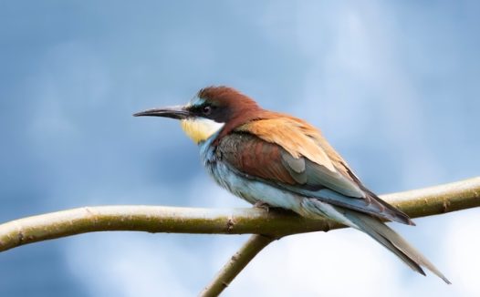 站在树枝上的欧洲食蜂鸟图片
