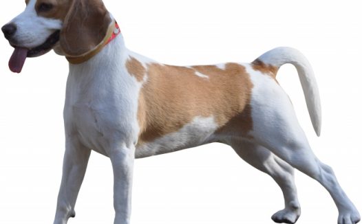 史宾格宠物犬图片