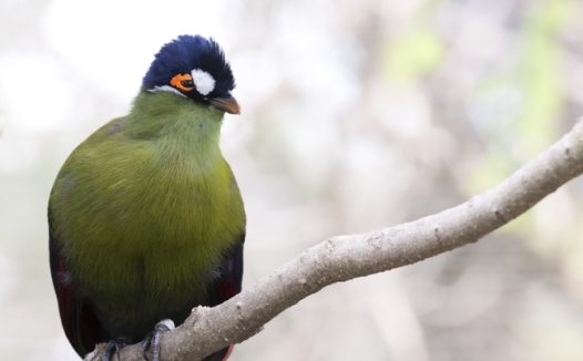 站在树枝上的盘尾树鹊图片