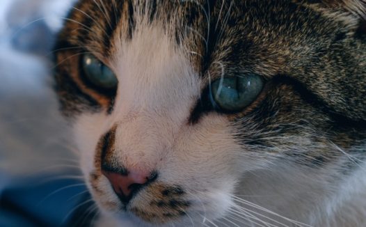 猫咪脸部特写图片