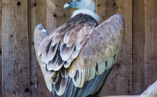 野生秃鹫狮鹫摄影图片
