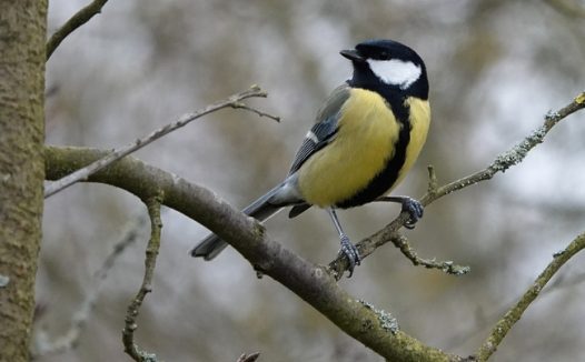 站在树枝上的黄腹山雀摄影图片