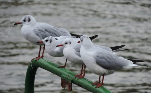 一群海鸥休憩图片