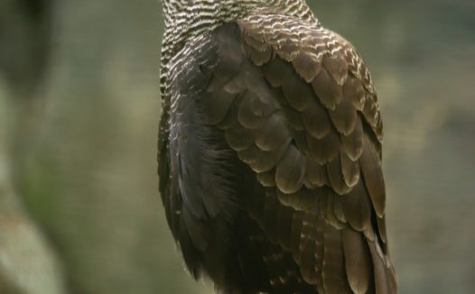 白色凤头鹰摄影图片