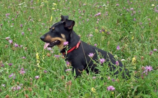 可爱狗狗写真图片