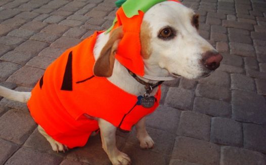 宠物狗可爱图片