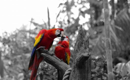 彩色金刚鹦鹉图片