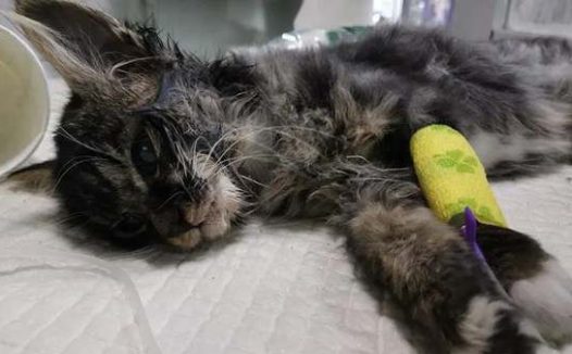 猫瘟初期有什么症状表现