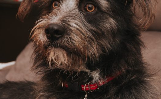 黑褐色长毛小狗图片