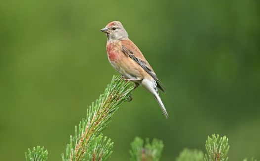 野生松雀摄影图片