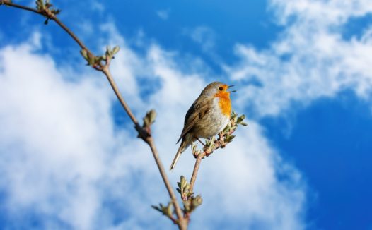 蓝天白云野生知更鸟图片
