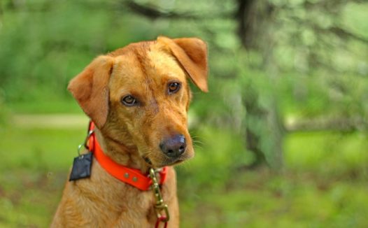 拉布拉多可爱狗狗图片