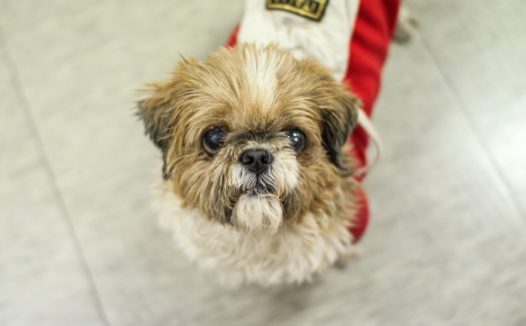 西施宠物狗图片