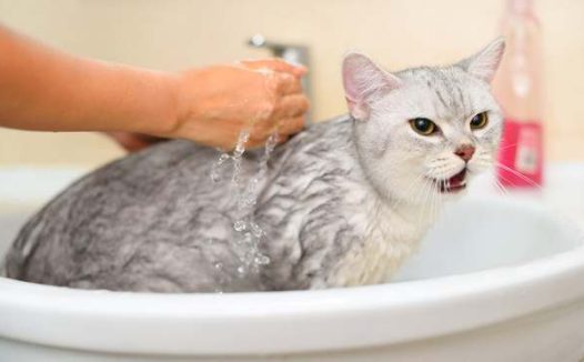 猫咪需要洗澡吗
