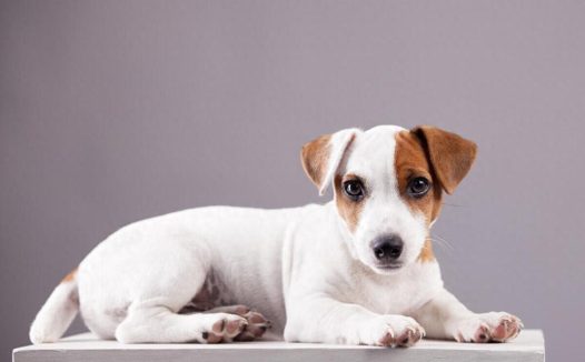 狗狗总是拉肚子是什么原因？以下是处理步骤和建议