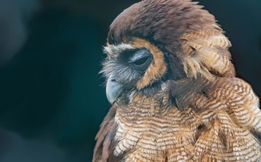 马来亚猫头鹰摄影图片