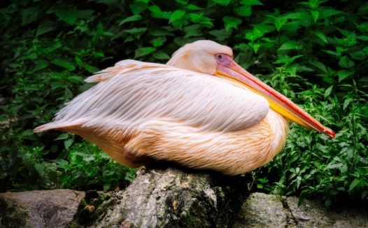 大嘴鹈鹕水鸟图片