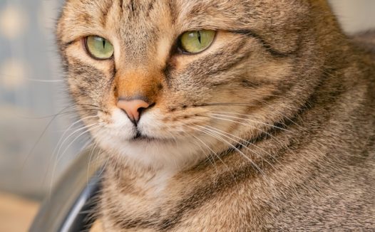 欧洲短毛猫可爱摄影图片