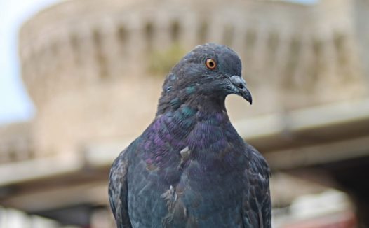 信鸽银灰鸽子图片