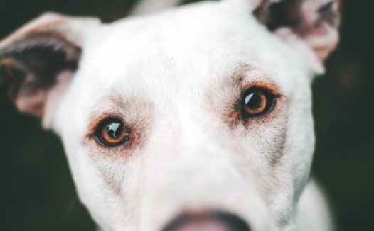 可爱呆萌白色狗狗图片