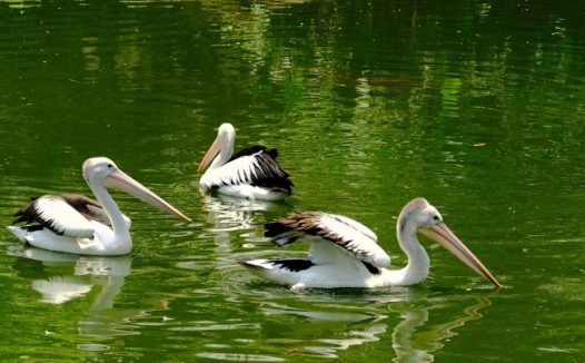 池塘大嘴鹈鹕浮水图片