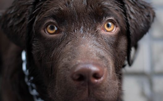 棕色呆萌狗狗图片