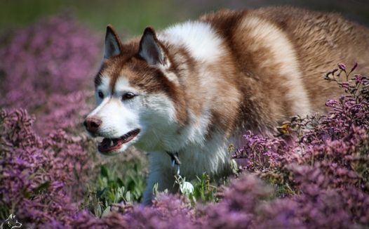 站在花丛中的哈士奇摄影图片