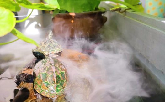 龟肺炎快速有效的治疗方法，比泡药浴更简单！