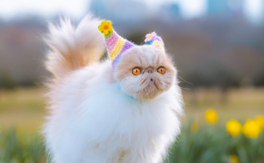 绿色草地可爱呆萌波斯猫摄影图片