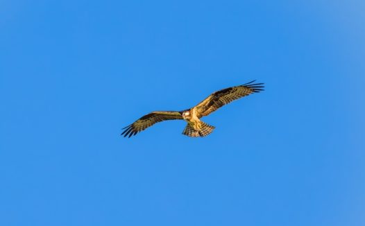 蓝色天空鱼鹰展翅翱翔图片