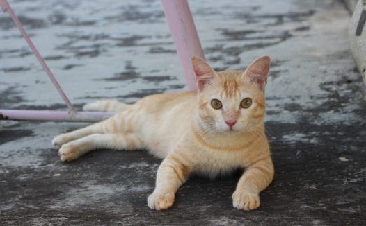 萌态可爱宠物猫图片