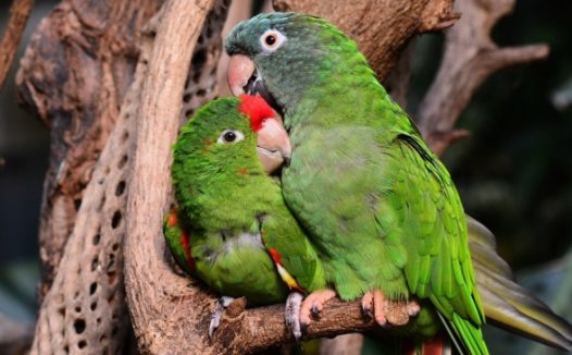 两只绿色虎皮鹦鹉图片
