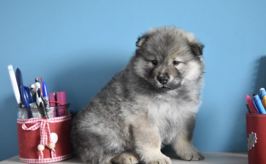 荷兰毛狮犬图片