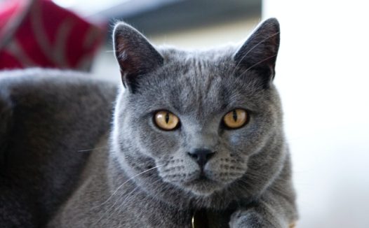 灰黑色小猫图片