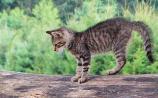 户外家养小猫咪图片