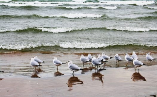 海岸边海鸥图片