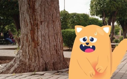 猫的肝病:病因、症状和治疗