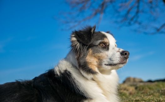 纯种澳洲牧羊犬图片