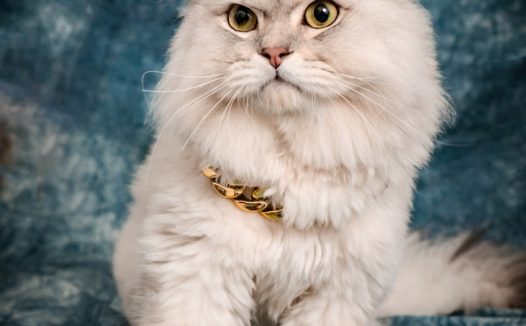 白色慵懒可爱波斯猫图片