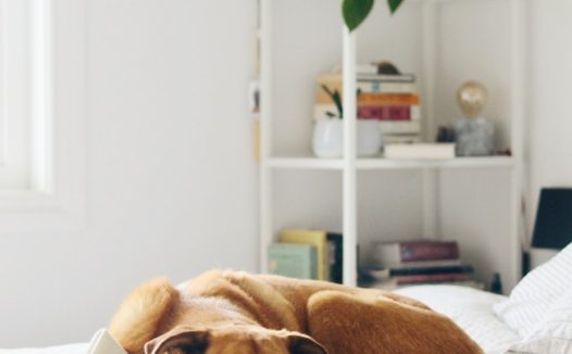 可爱棕色田园犬图片