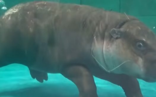 小河马享受洗澡满脸舒服表情，网友：要被萌晕了