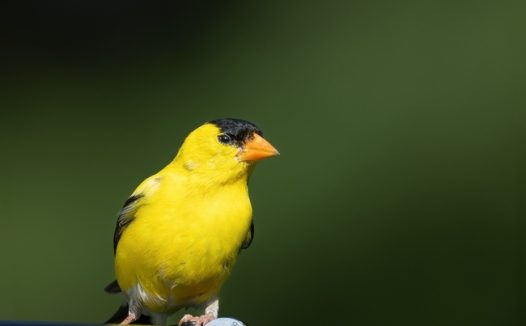 野生金翅雀摄影图片