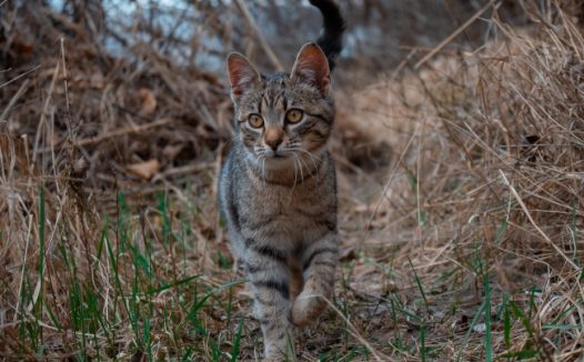 草地上的斑猫图片