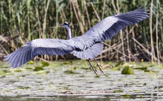 河边捉鱼的苍鹭摄影图片